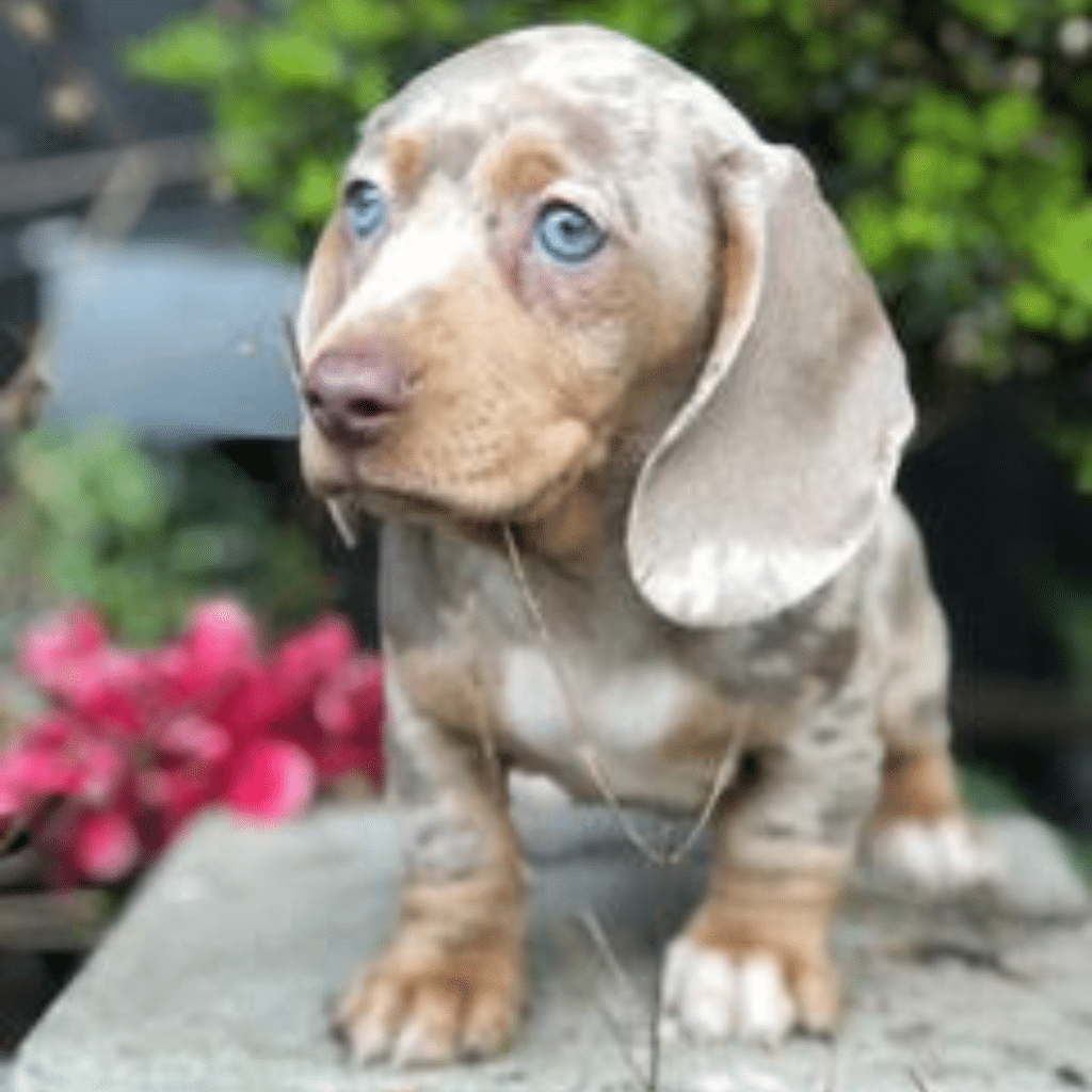 Lilac(Isabella) & tan dapple smoothcoat