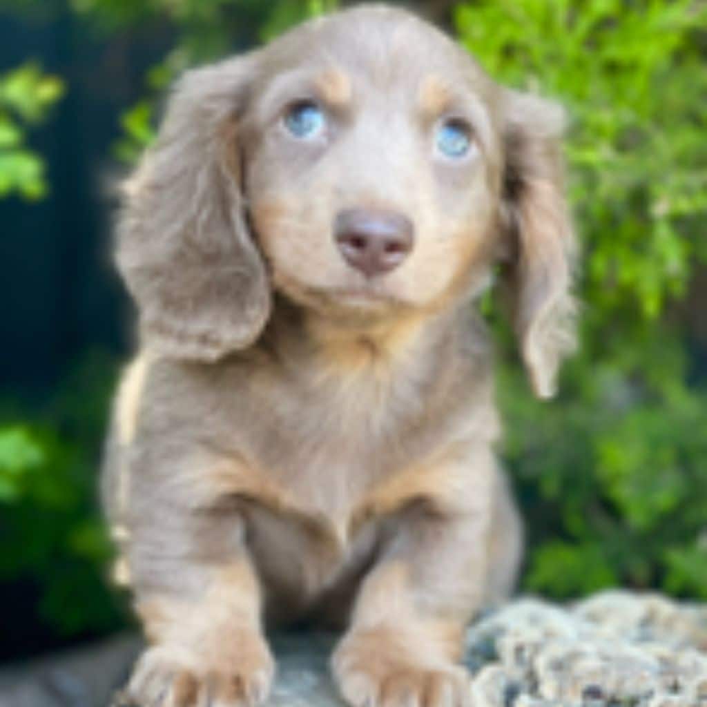 puppies (1)