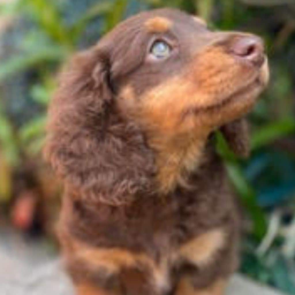 puppies