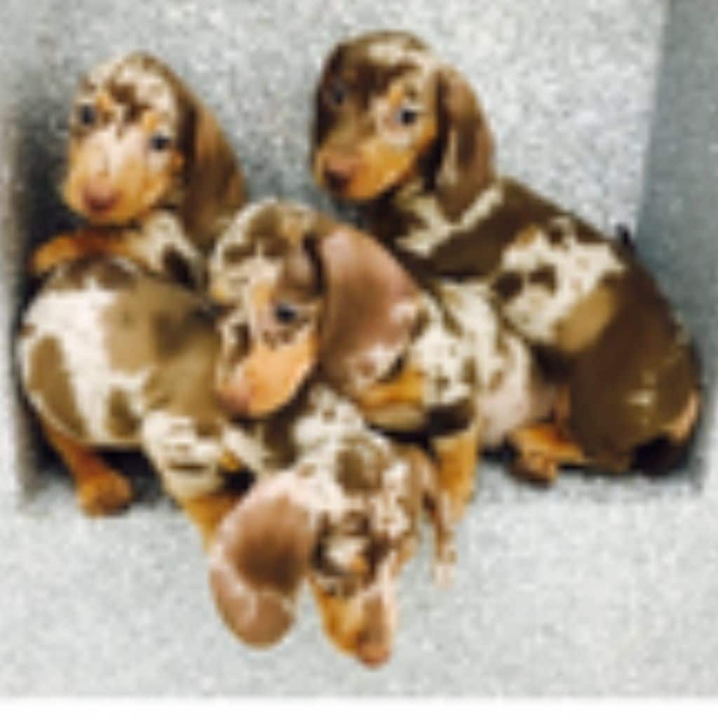 puppies